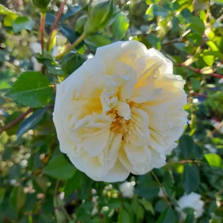 招待所 La Terrazza Di Otto