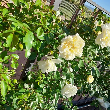 게스트하우스 La Terrazza Di Otto