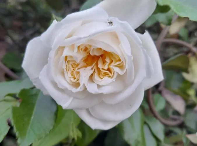 Penzion La Terrazza Di Otto Orvieto